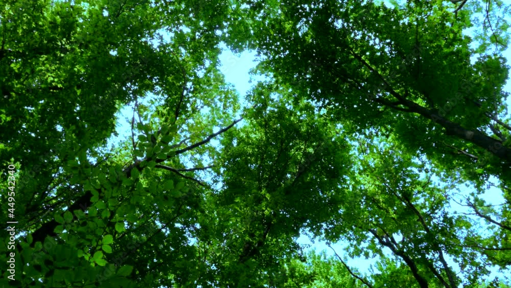 Green forest. The sun's rays shine through the leaves on the branches of trees. Green forest. The sun's rays shine through the leaves on the branches of trees.