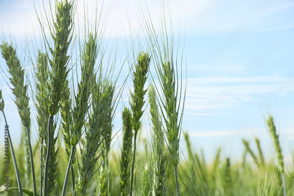 Closeup view of agricultural field with ripening wheat crop Closeup view of agricultural field with ripening wheat crop