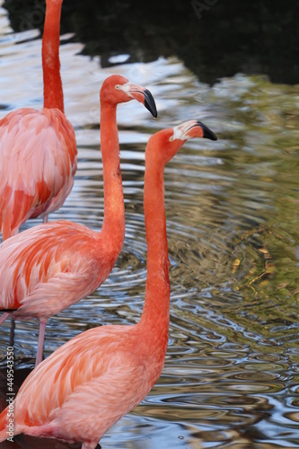American flamingo  Phoenicopterus ruber 