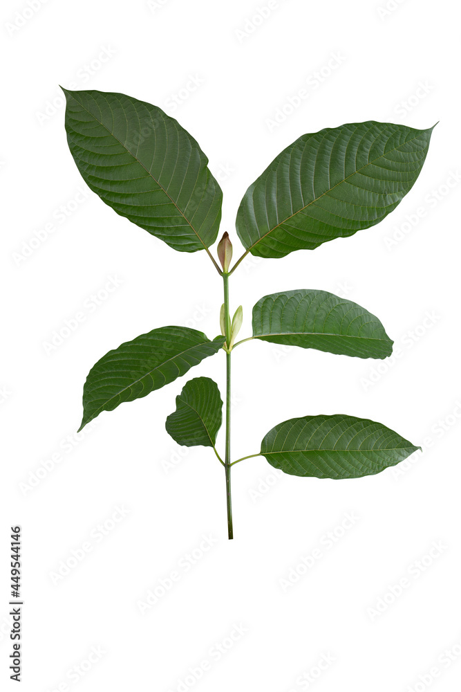 Naklejka premium Mitragyna speciosa,kratom leaves isolated on white background