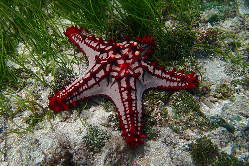 a starfish on a sunny day underwater