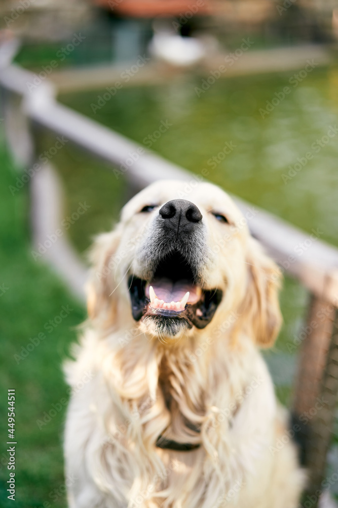 Cute smiling golden retriever by the lake. Close-up