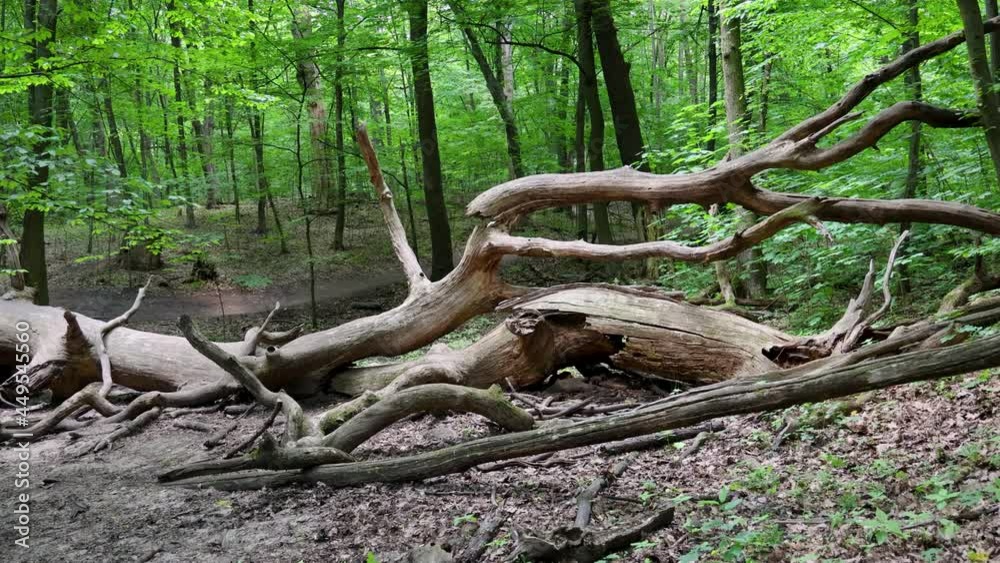 Trunk of large fallen tree in Bielany Forest nature reserve located in the northern part of Warsaw, in the Bielany district, Poland, 4k Trunk of large fallen tree in Bielany Forest nature reserve located in the northern part of Warsaw, in the Bielany district, Poland, 4k