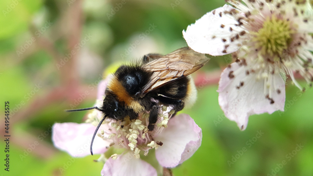 Macro bumblebee flower Macro bumblebee flower