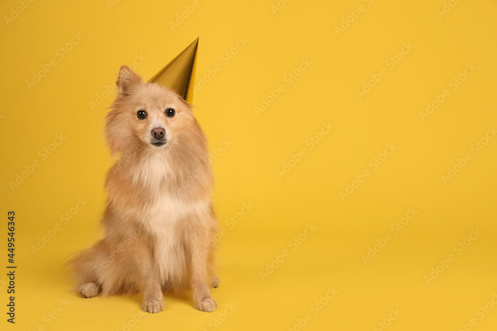 Obraz premium Cute dog with party hat on yellow background, space for text. Birthday celebration