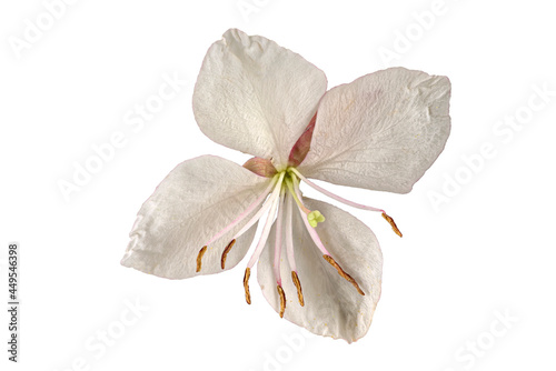 Prachtkerze (Gaura lindheimeri), Blüte, Nordamerika, Deutschland