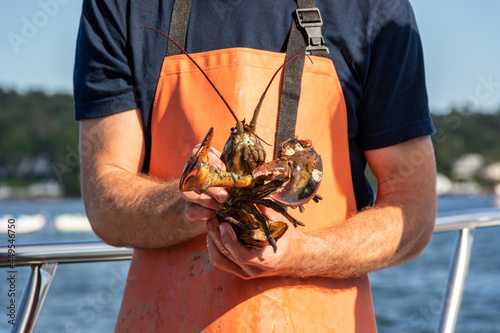 Live Lobster haul and demonstration on a boat in Boothbay Harbor Maine on a sunny summer day 