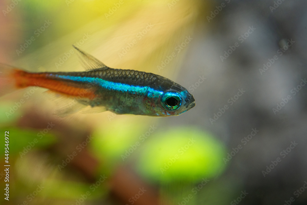 neon tetra (Paracheirodon innesi) neon tetra (Paracheirodon innesi)