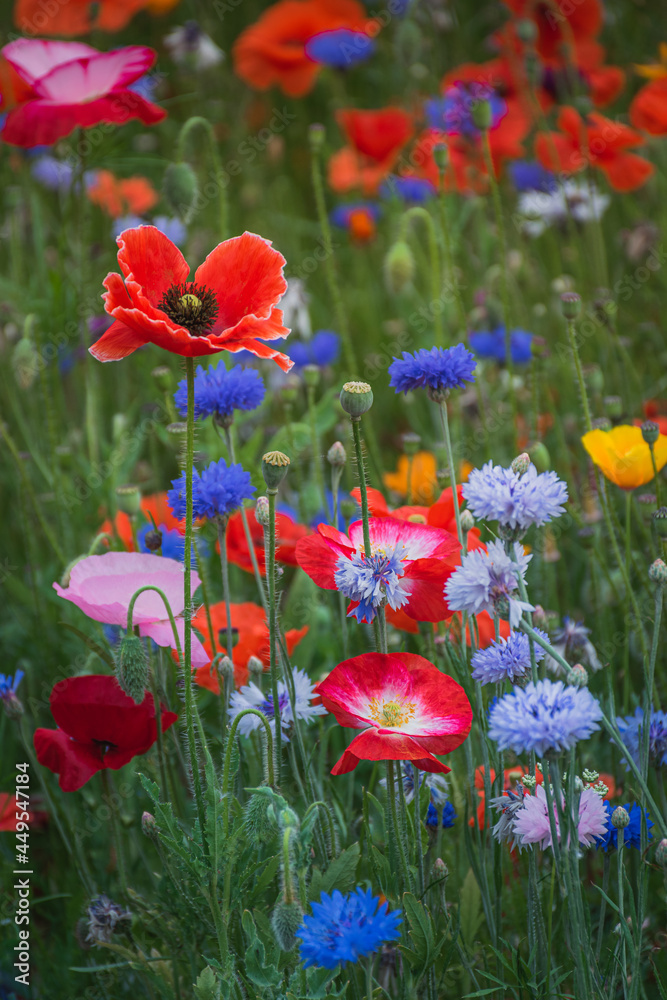Obraz premium Colorful wildflowers meadow with poppies and cornflowers