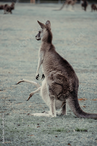 kangaroo and baby