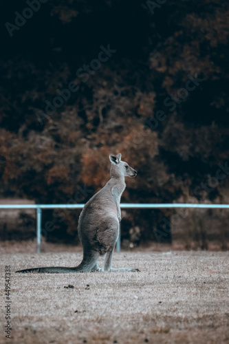 kangaroo © LetsGoBoiii