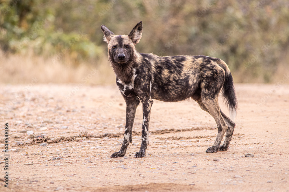 Wild dog in the savannah Wild dog in the savannah