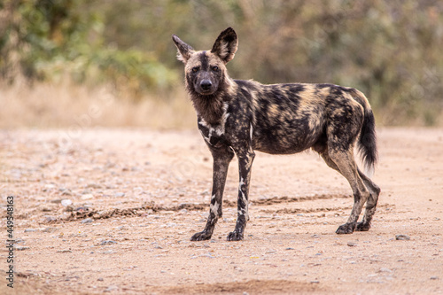 Wild dog in the savannah