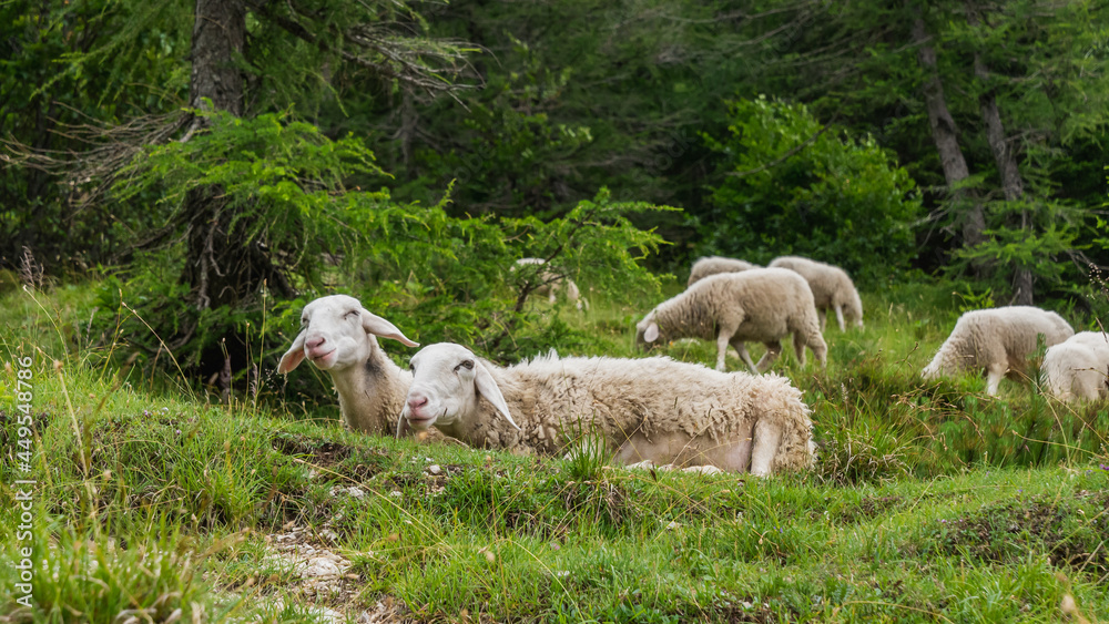 Fototapeta premium Vrsic mountain pass and a view of the mountains, green areas and sheep.