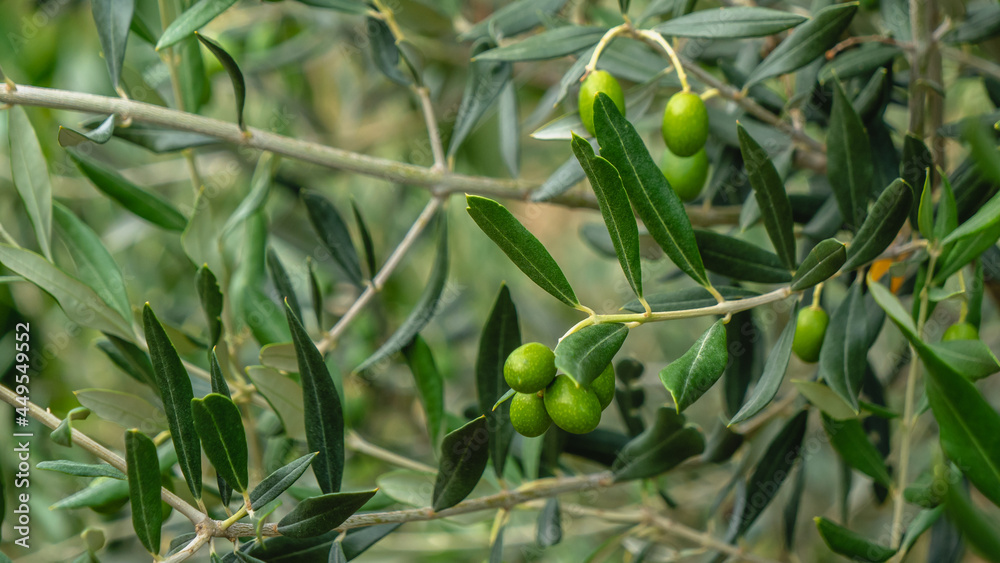 Olives on the olive tree. Close up. Olives on the olive tree. Close up.