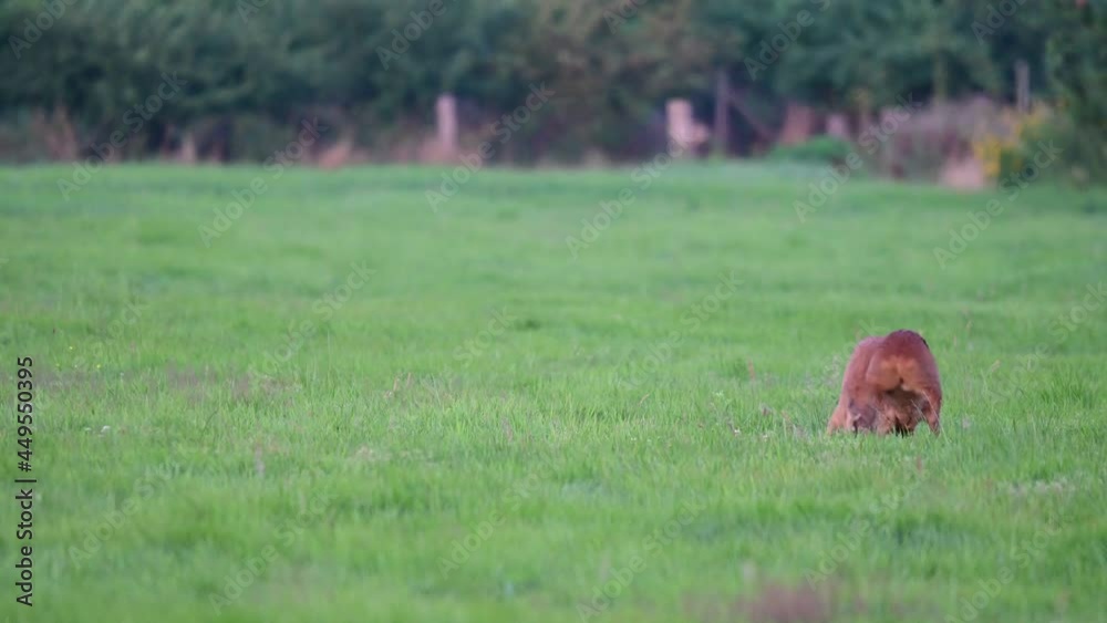 Two roe buck fight for the female deer in the mating season, summer, july, (capreolus capreolus), germany Two roe buck fight for the female deer in the mating season, summer, july, (capreolus capreolus), germany