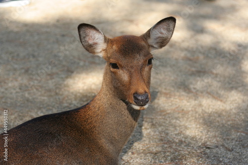 しかせんべいを求めてさまよい歩く奈良公園の鹿