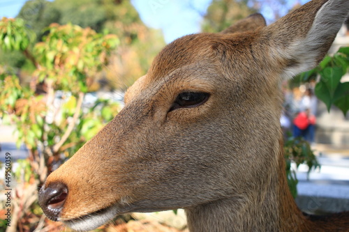 しかせんべいを求めてさまよい歩く奈良公園の鹿