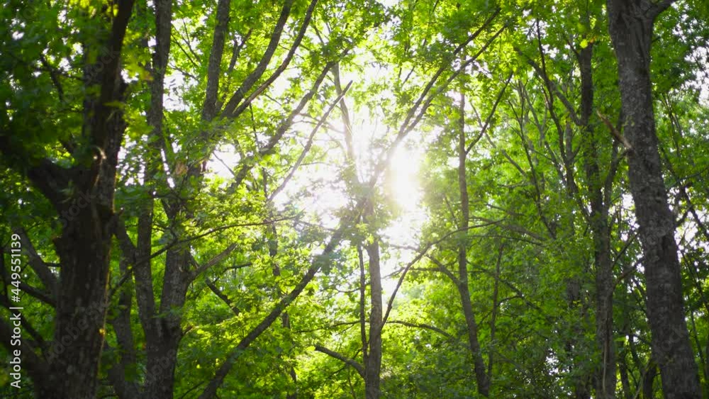 Beautiful sunny sunset scenic old green forest. 4k stock video footage of fresh foliage of many tall trees isolated on sunny sky background Beautiful sunny sunset scenic old green forest. 4k stock video footage of fresh foliage of many tall trees isolated on sunny sky background