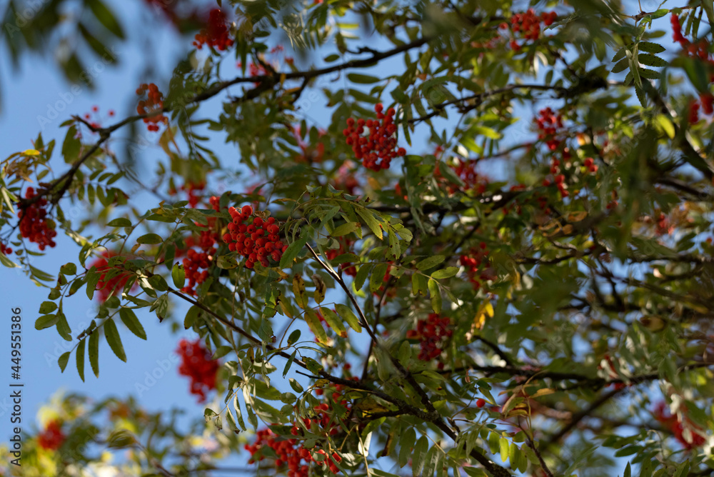 The red rowan berries ripen on the twigs in the sunshine. Fall is coming.