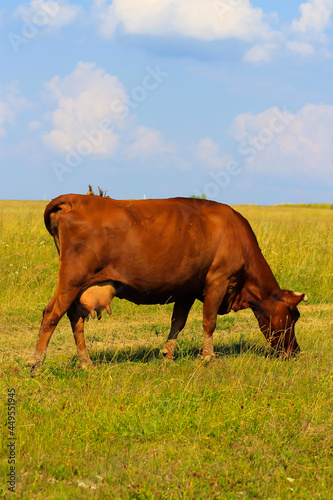 A ginger cow with full udders stands and chews grass in a green field against a blue sky. © Irina Solonina