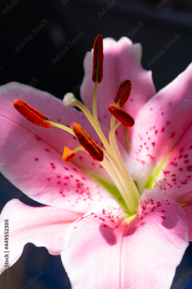 Tender pink lily flower close-up in sunbeams Tender pink lily flower close-up in sunbeams