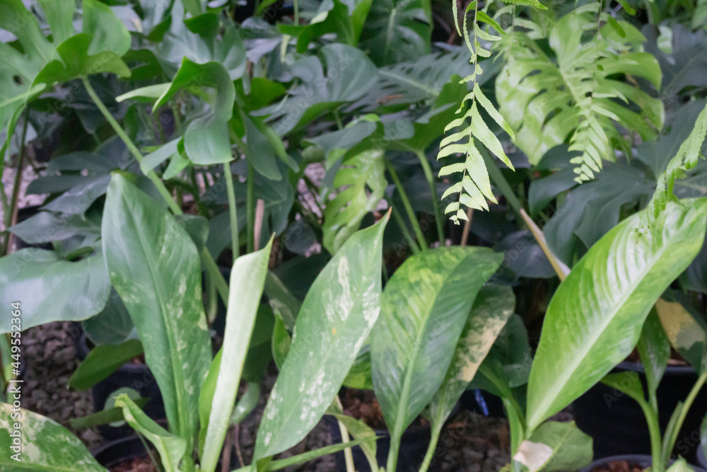 Obraz premium Tropical plant pot sale in green market