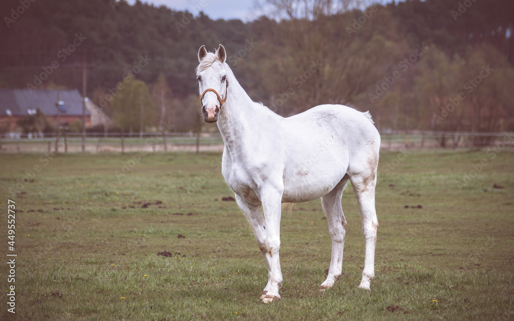 zwierzak, cheval, ssak, osioł, farma, charakter, karibu, plik wektorowy, ilustracja, komiks, glow, boże narodzenie, braun, dzika natura, dzika, gras, sylwetka, pola, konie koń ogier tapeta zabawka zwierzak, cheval, ssak, osioł, farma, charakter, karibu, plik wektorowy, ilustracja, komiks, glow, boże narodzenie, braun, dzika natura, dzika, gras, sylwetka, pola, konie koń ogier tapeta zabawka