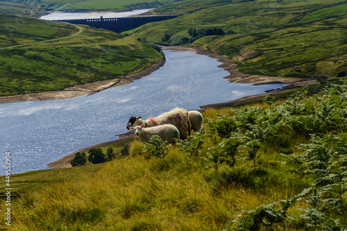 Sheep grazing on the side of a hill with Scar House and Anagram Reservoir in a valley in the background, Lofthouse, Upper Nidderdale, North Yorkshire, England, UK. photo