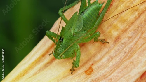 Common Green Grasshopper On A Petal. close up photo