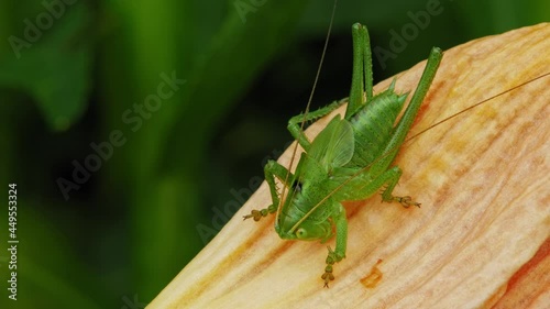 Common Grasshopper Sitting On Yellow Petal. Omocestus Viridulus. close up photo