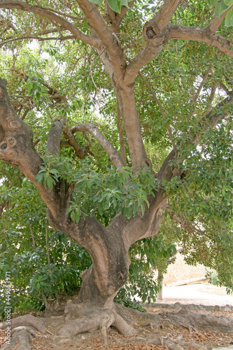 Leafy and green tree with large roots. Vertically