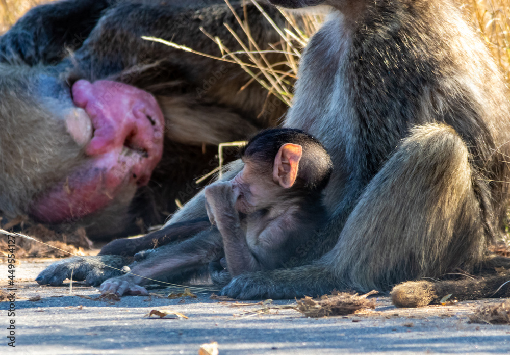 Obraz premium cape baboon in the Savannah 