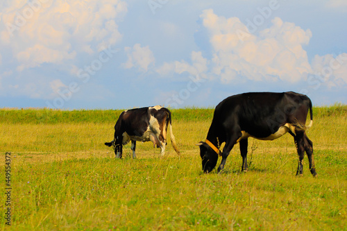 Black bull and cow are standing and chewing grass against the background of a green field and a blue sky with clouds.