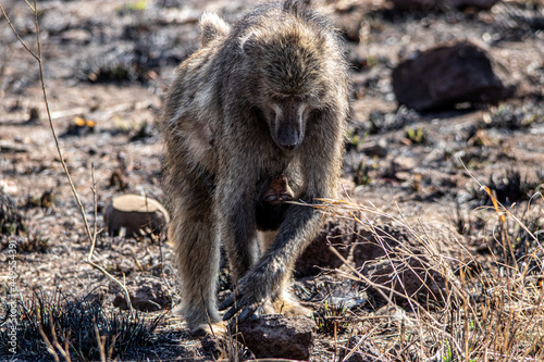 cape baboon in the Savannah 