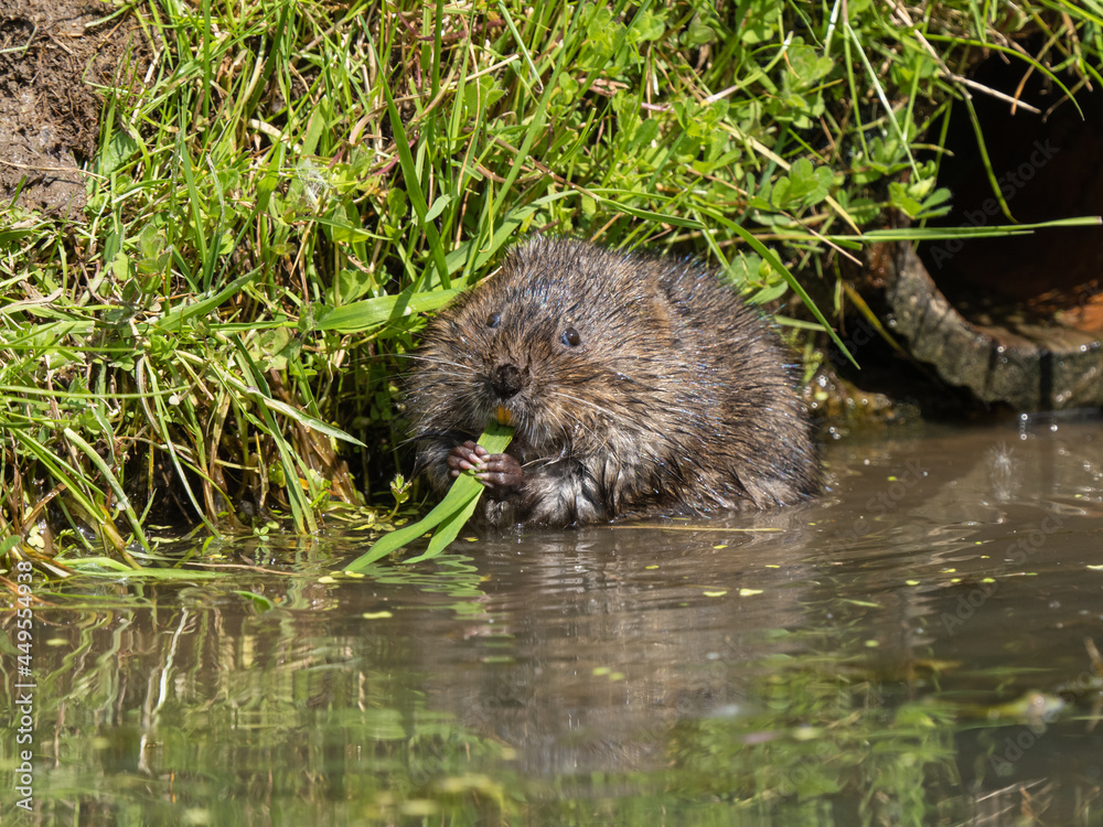 Water Vole Feeding on Grass in Water Water Vole Feeding on Grass in Water