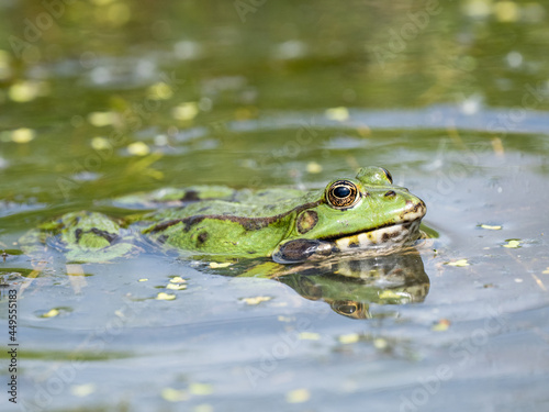 Male Marsh Frog Bellowing in a Pond