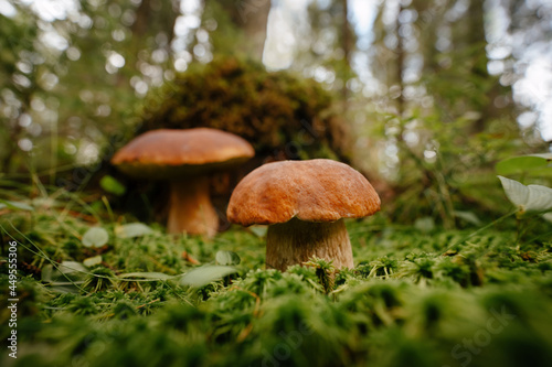 A small brown edible mushroom grows on green moss in a blurred forest. Horizontal.
