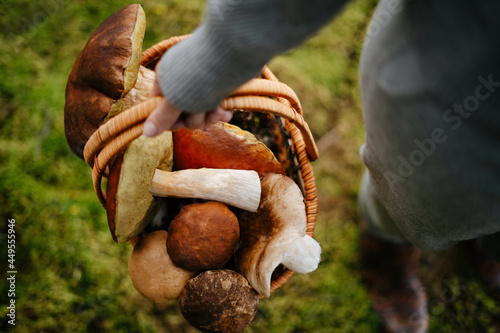 Woman holds a basket of fresh mushrooms in the forest. Harvesting edible boletus. Copy space.