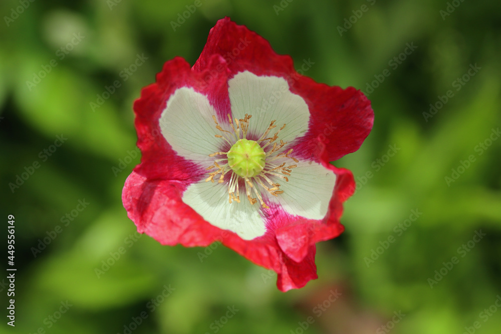 Poppy   (Papaver orientale)