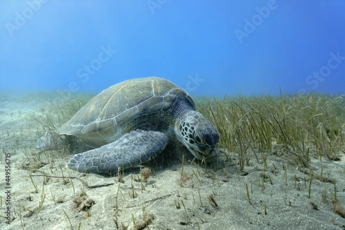 Fototapeta Naklejka Na Ścianę i Meble -  Huge Green sea turtle at the bottom of the sea