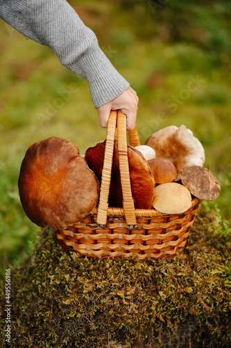 Collecting white and red mushrooms in the forest. A wicker basket full of collected mushrooms. Women's hands put the basket on the edge of the forest.