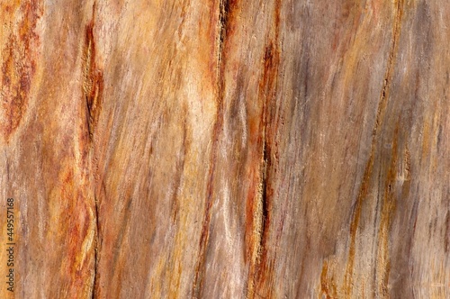 Colorful petrified teak wood, fossil texture photo