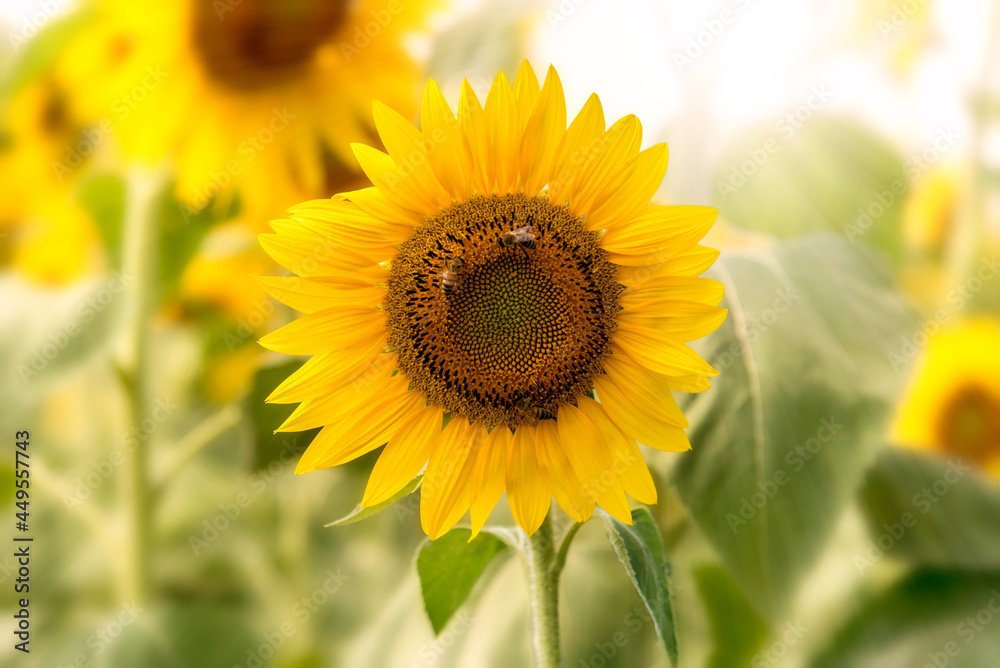 Sunflower flower with bees in backlight on blurred background, copy space, graphic design for label, greeting and poster Sunflower flower with bees in backlight on blurred background, copy space, graphic design for label, greeting and poster