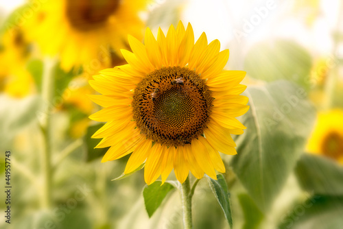 Sunflower flower with bees in backlight on blurred background  copy space  graphic design for label  greeting and poster