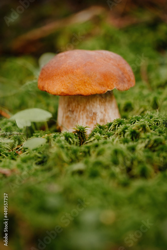 Small red mushroom on a green lawn made of moss. Concept of ecotourism.