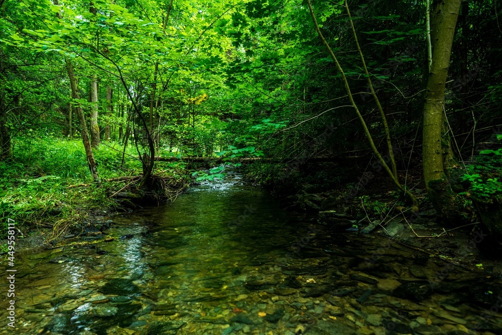 river in the forest