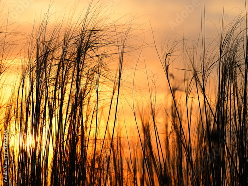 Tall grass under sunset light in a hot summer day