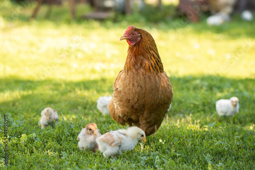 Poultry in a rural yard. Hen and chickens in a grass in the village against sun photos. Gallus gallus domesticus. Poultry organic farm. Organic farming. Sustainable economy. Natural farming.