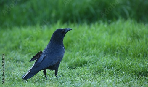 Common raven (Corvus Corax) walking on the grass in the early evening light
